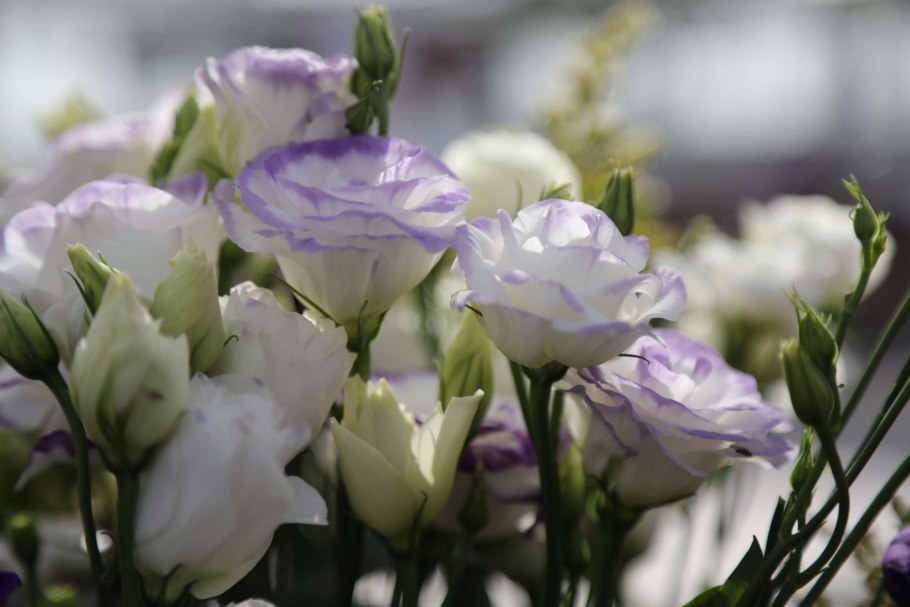 Эустома цветок