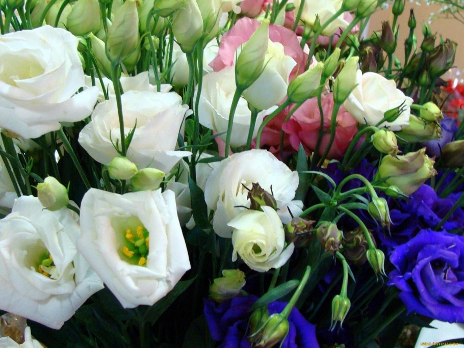 Эустома Рози