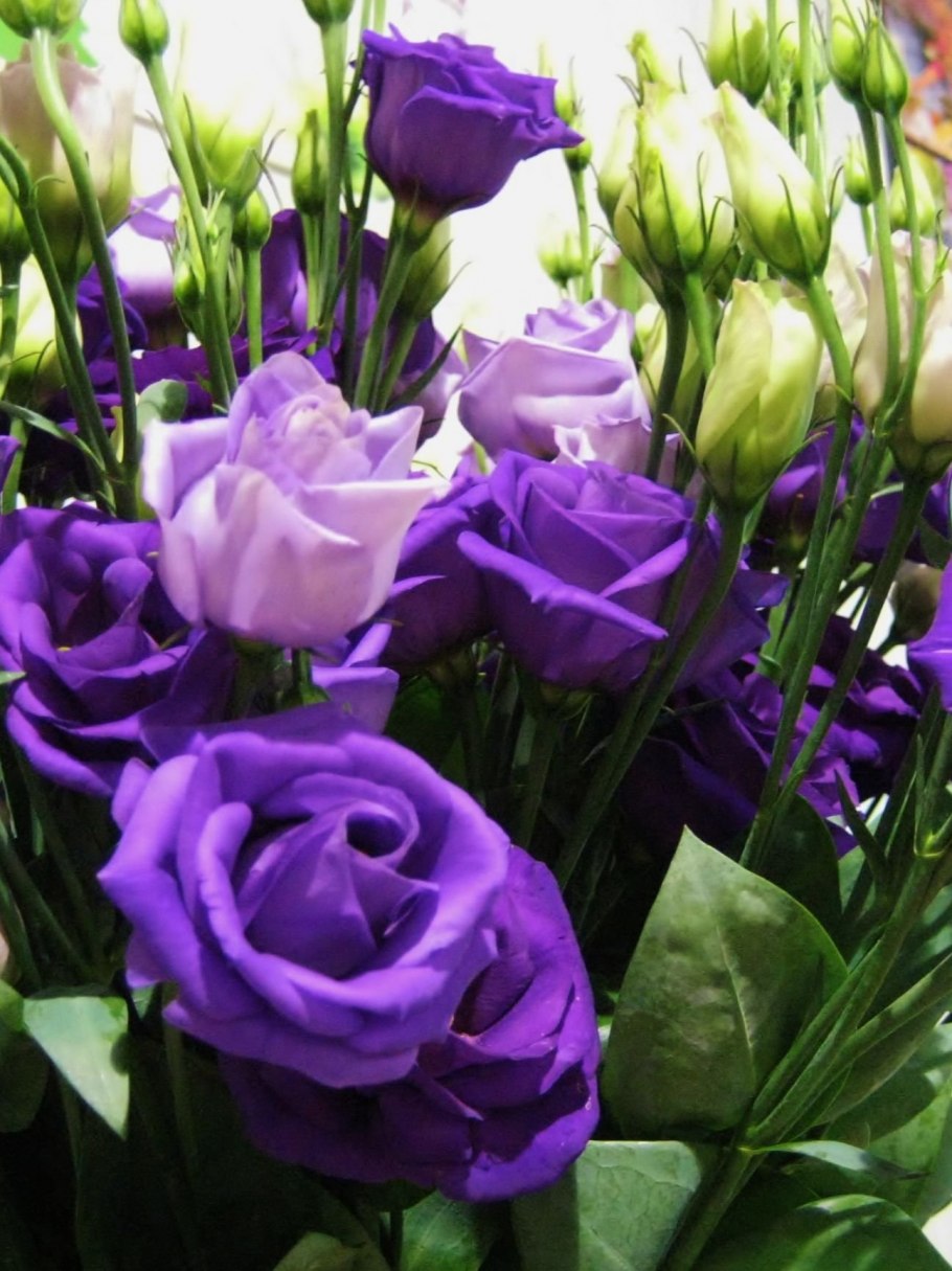 Эустома махровая