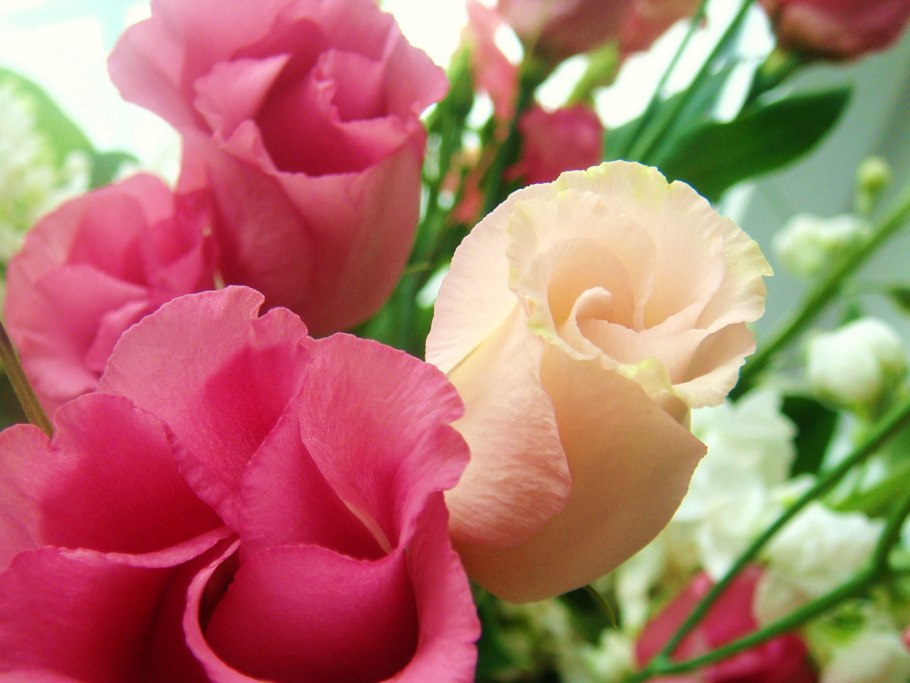 Ирландская роза эустома