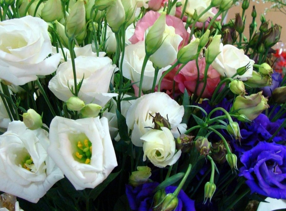 Эустома Садовая