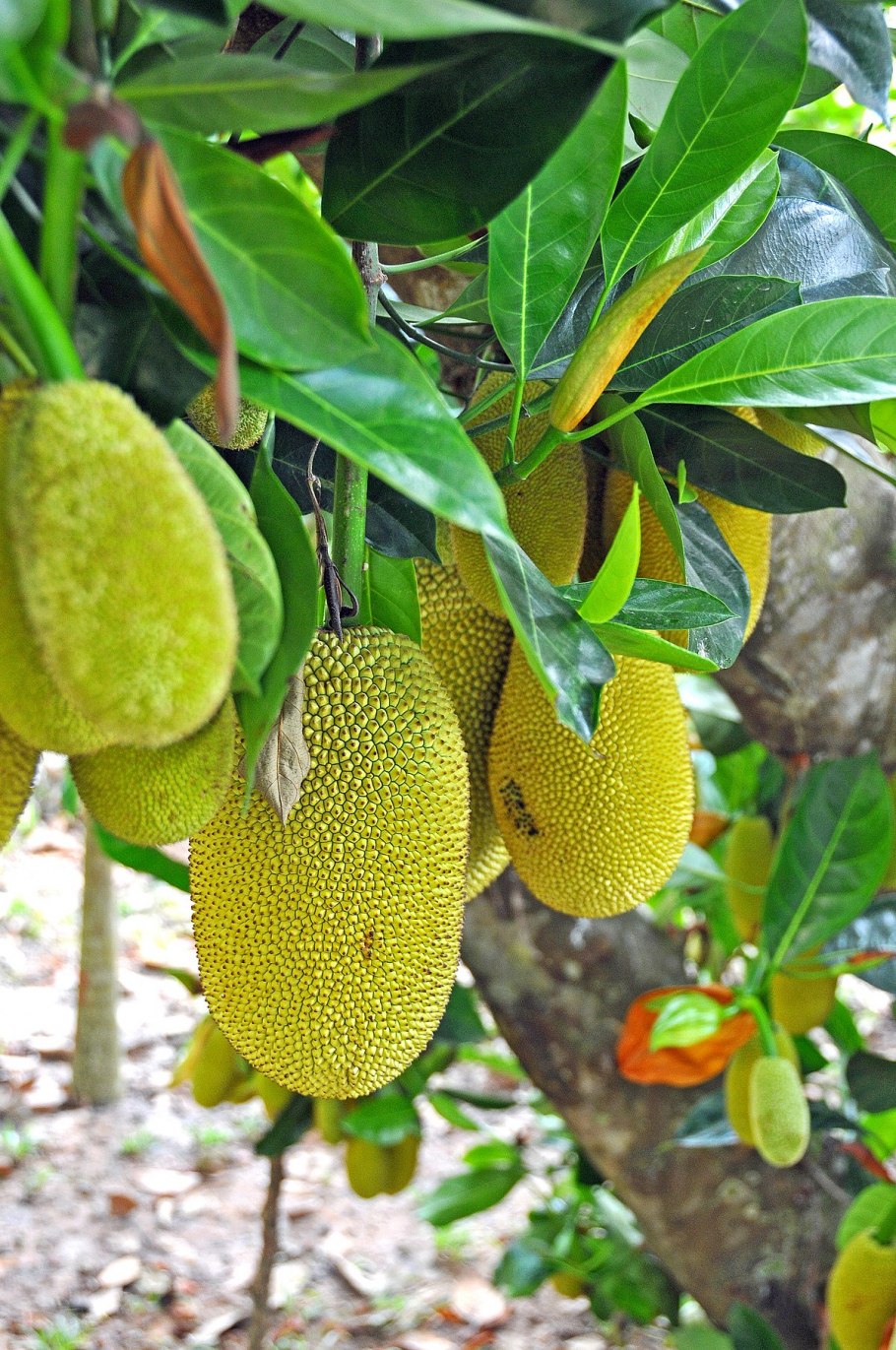 Чемпедак дуриан и джекфрут