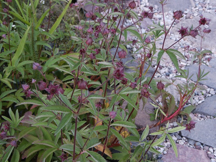 Трава от суставов сабельник