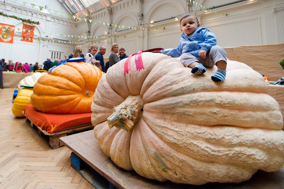 Гигантские овощи