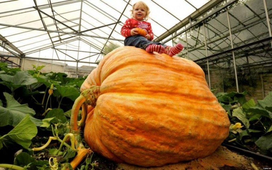 Самый большой тыква в мире