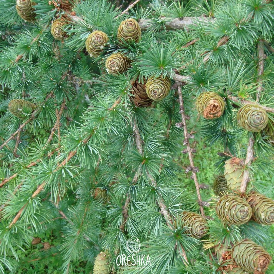 Лиственница Сибирская Larix sibirica