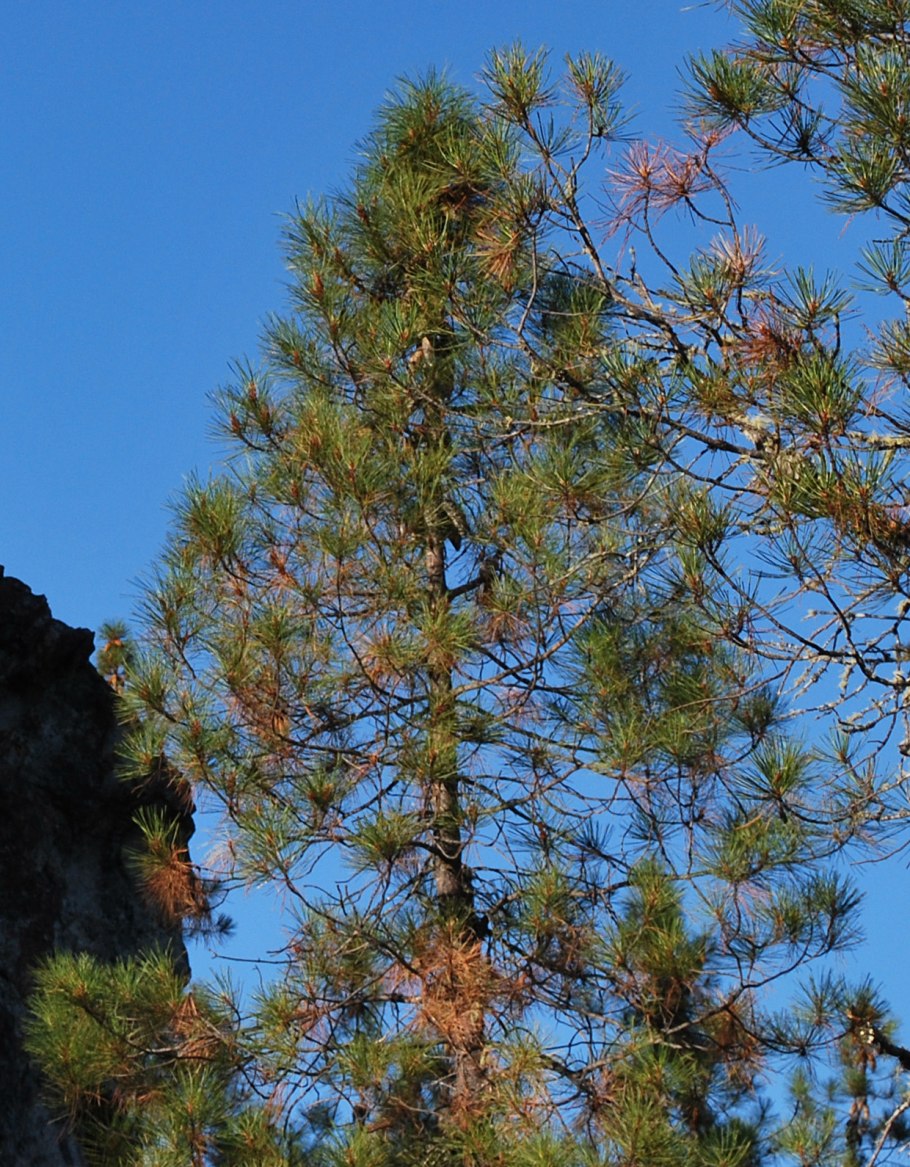 Pinus sosnowskyi