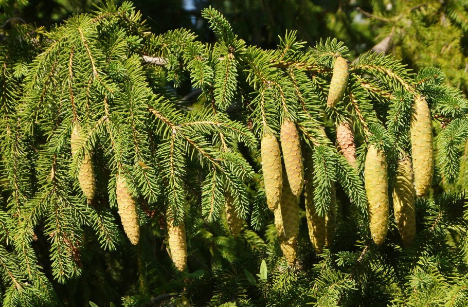 Лиственница Ольгинская Larix Olgensis
