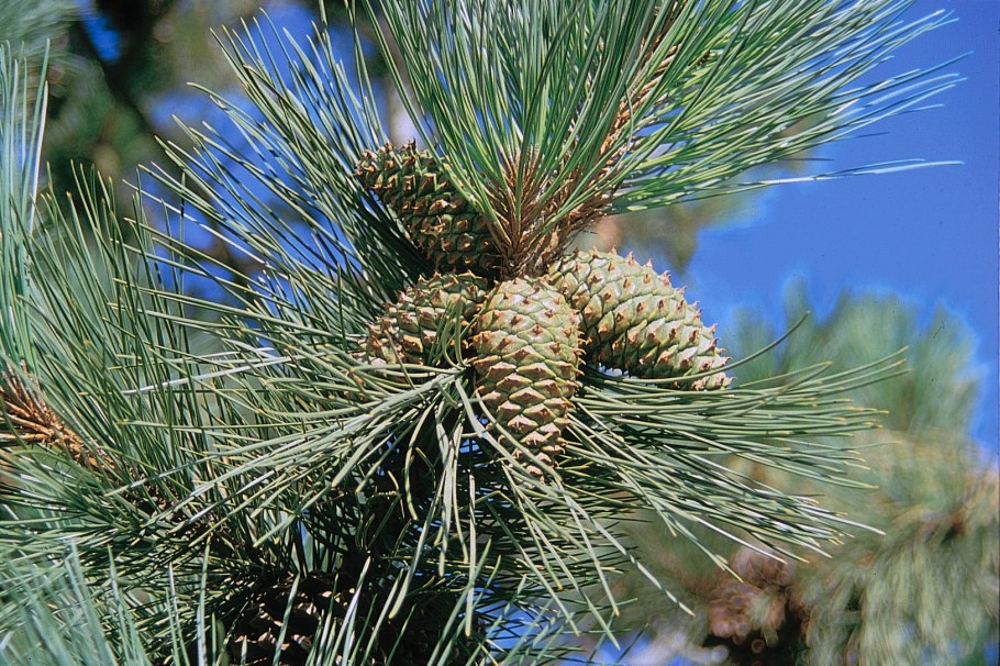Pinus Ponderosa Tasha