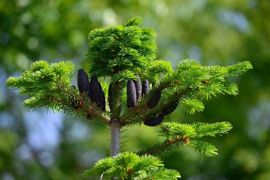 Picea glauca Dent