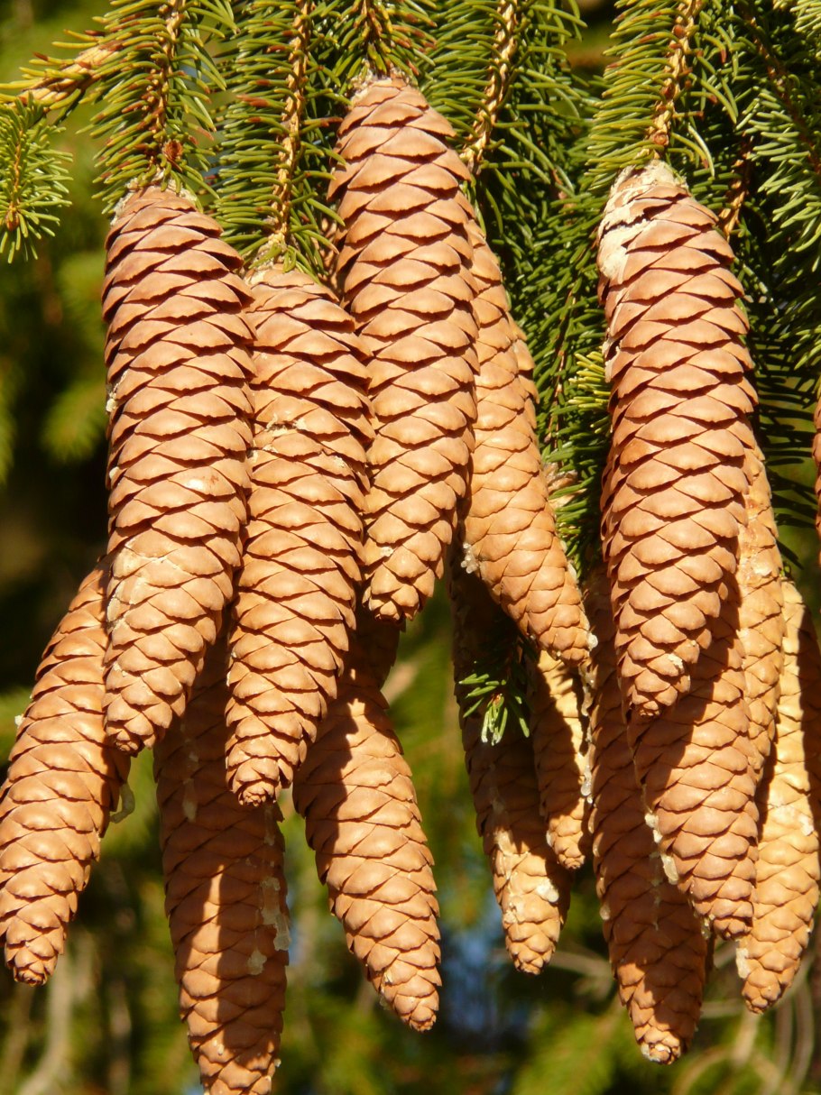Лиственница Сибирская Larix sibirica