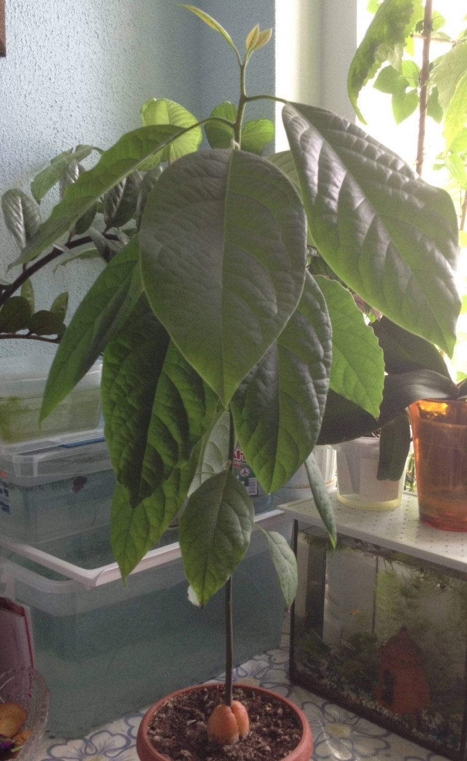 Авокадо плодоносит