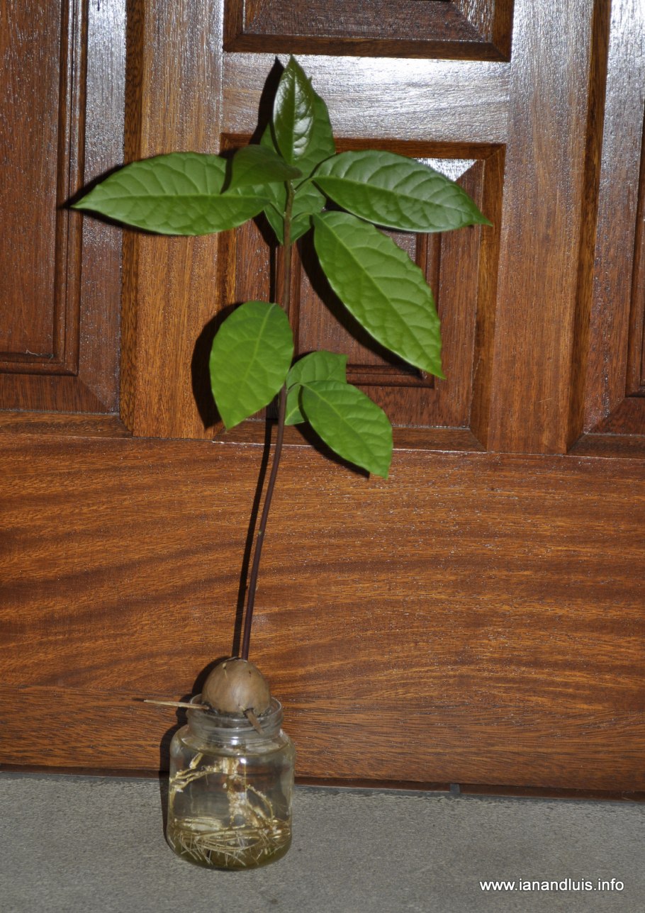 Выращивание авокадо в домашних условиях из косточки