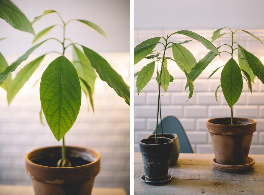 Авокадо дерево