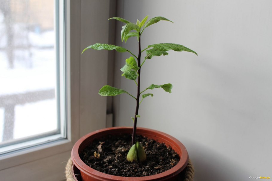 Вырастить авокадо