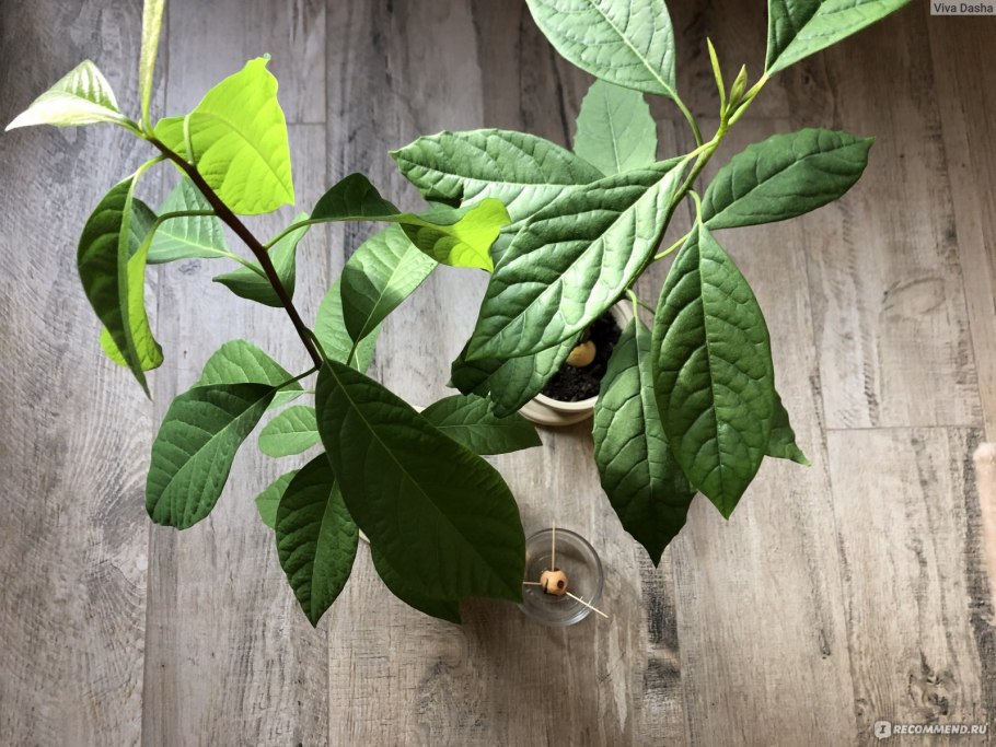 Авокадо дерево листья