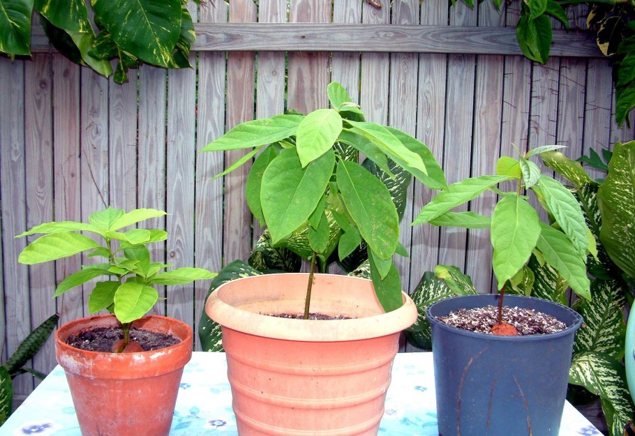 Семена манго на дереве