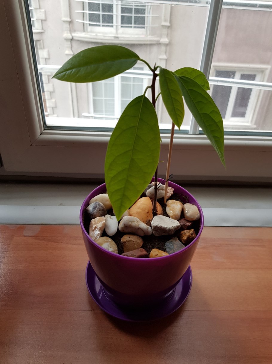 Домашнее дерево авокадо