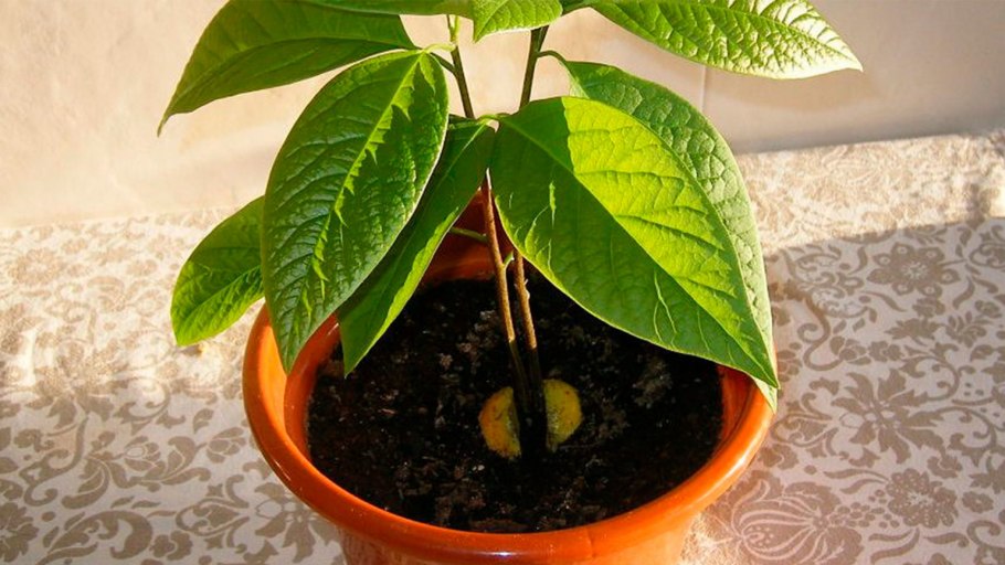 Авокадо комнатное растение