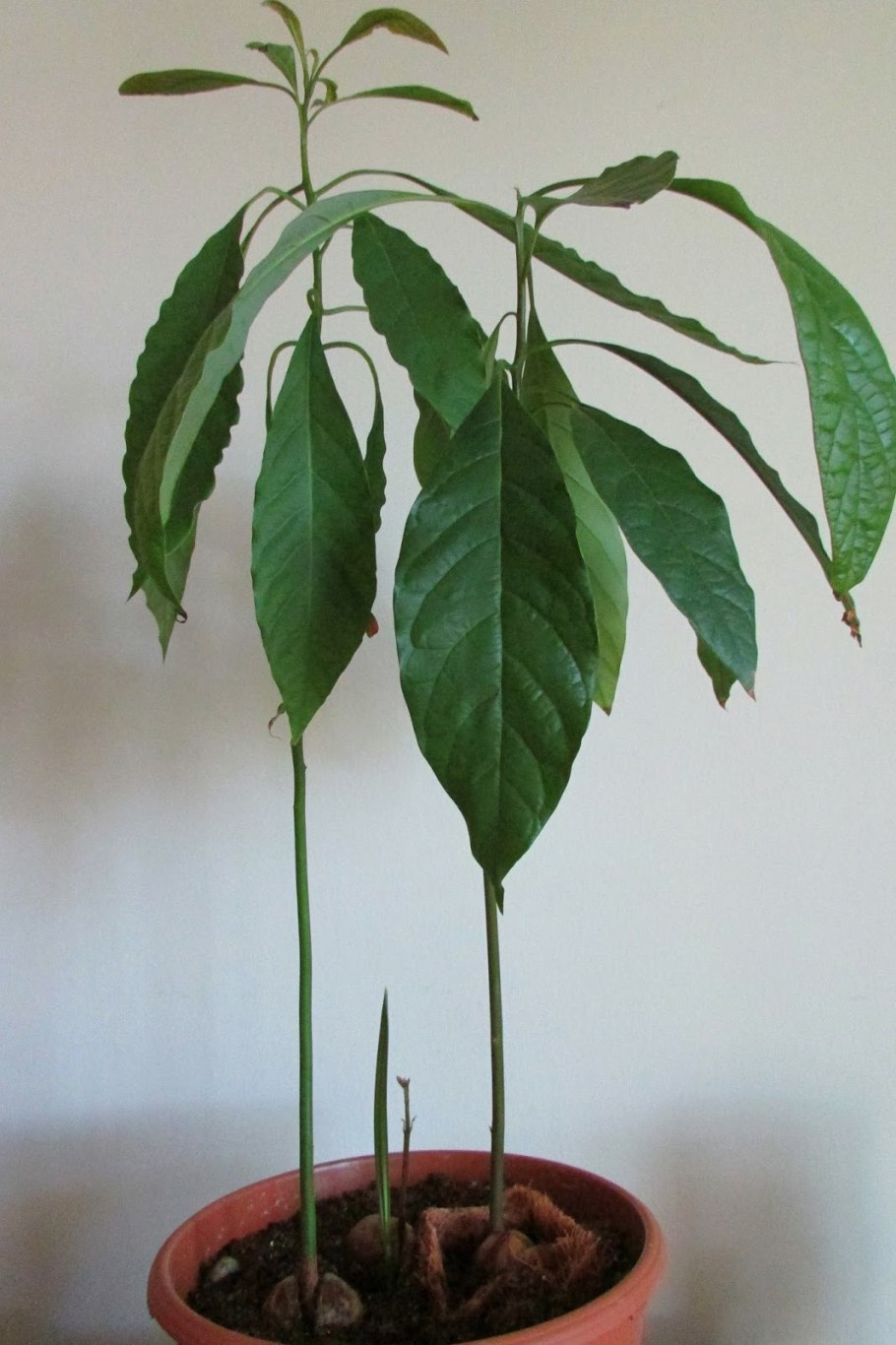 Авокадо рассада