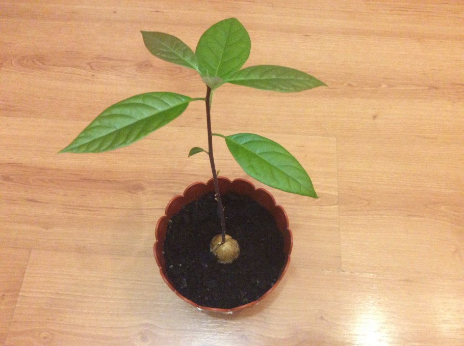 Саженец авокадо