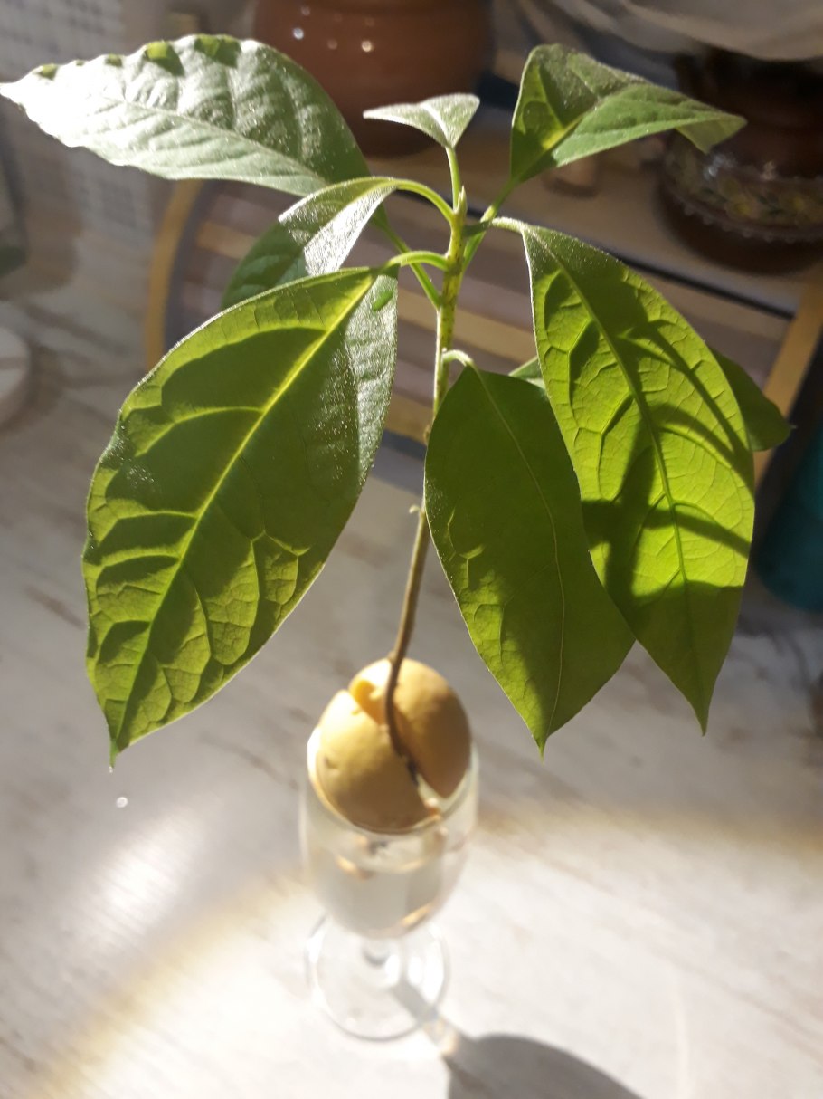 Авокадо из косточки
