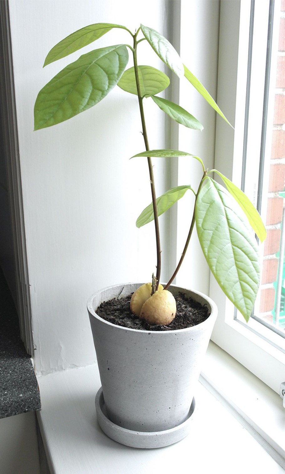 Дерево авокадо