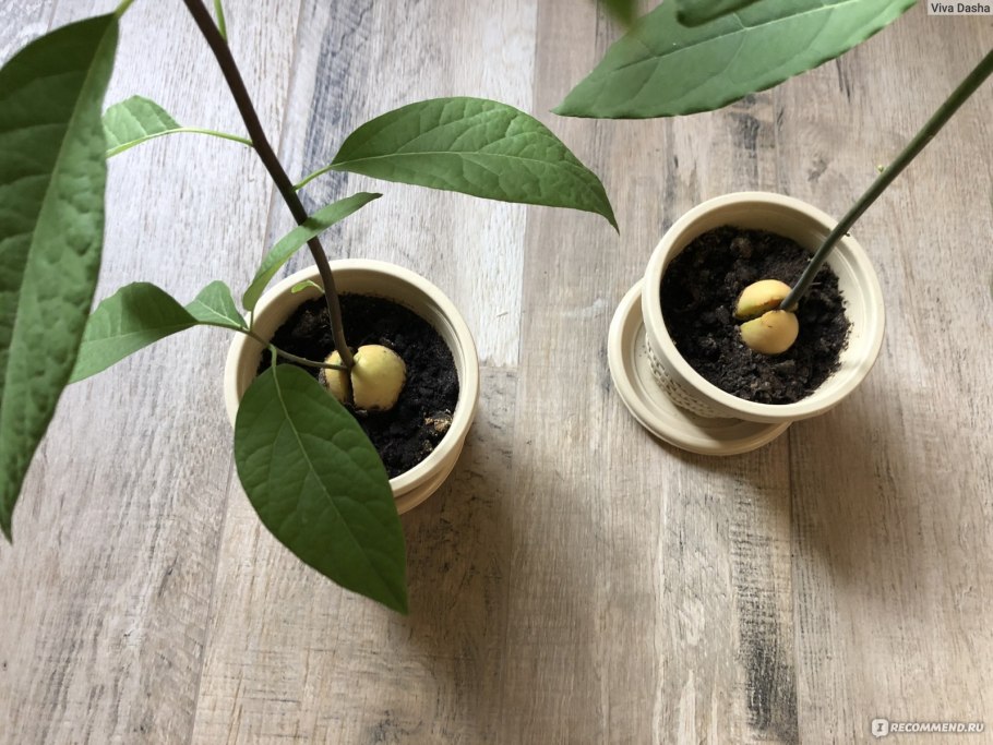 Авокадо куст