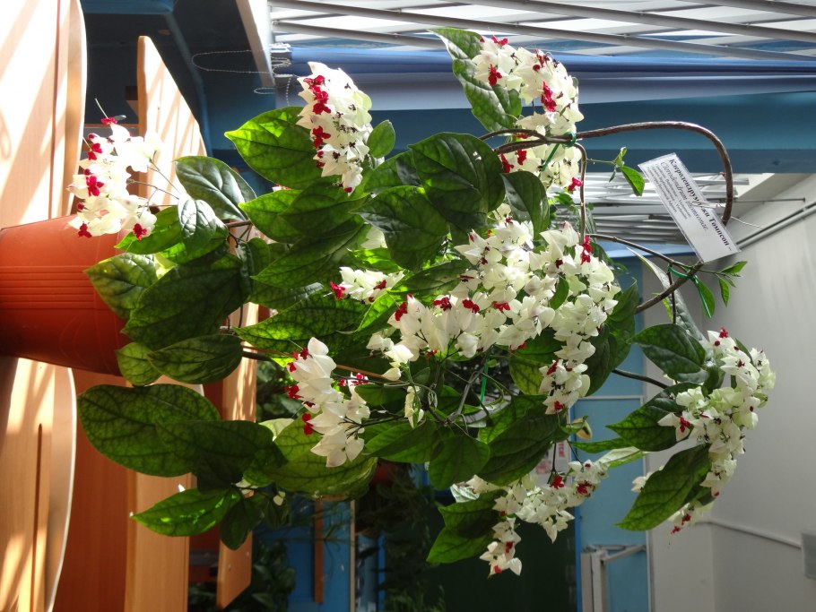 Клеродендрум Томпсона