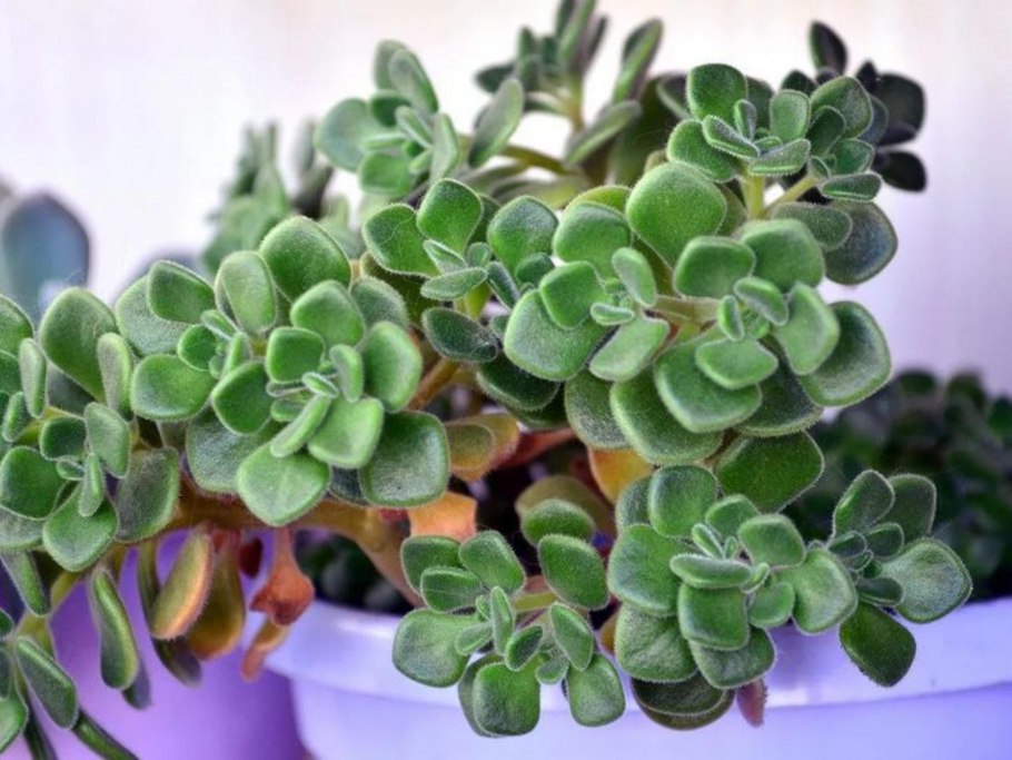 Аихризон суккулент