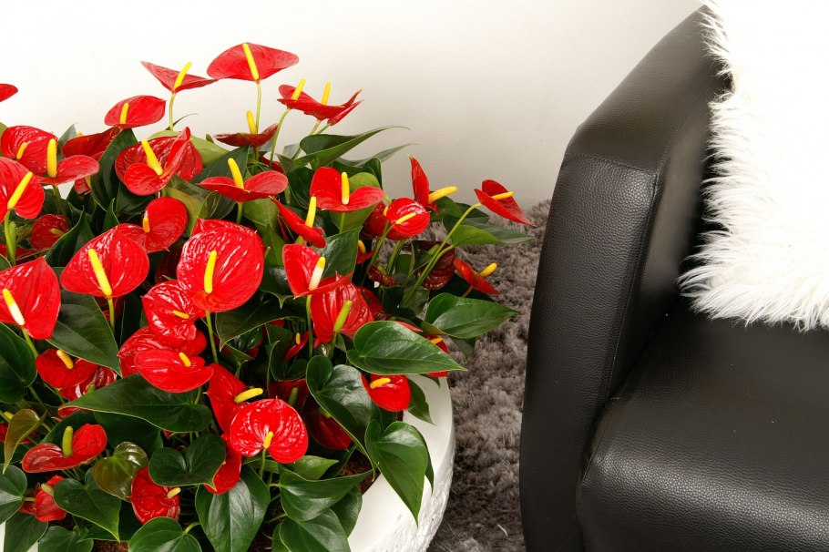 Гибискус любимый