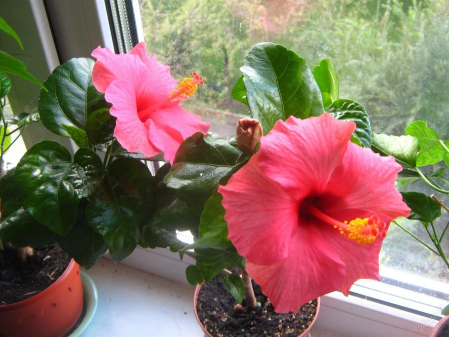 Аихризон извилистый