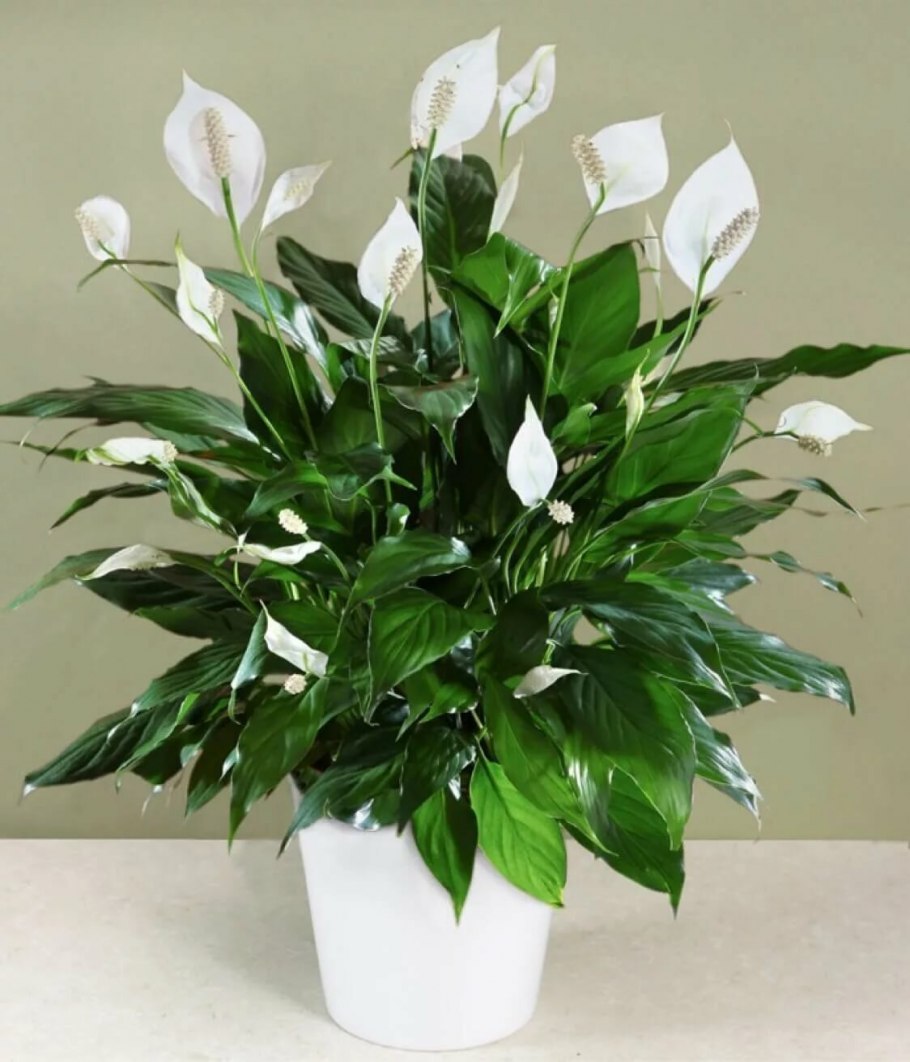 Спатифиллум Уоллиса (Spathiphyllum wallisii)