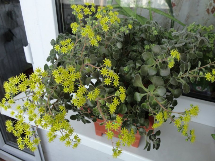 Толстянка аихризон