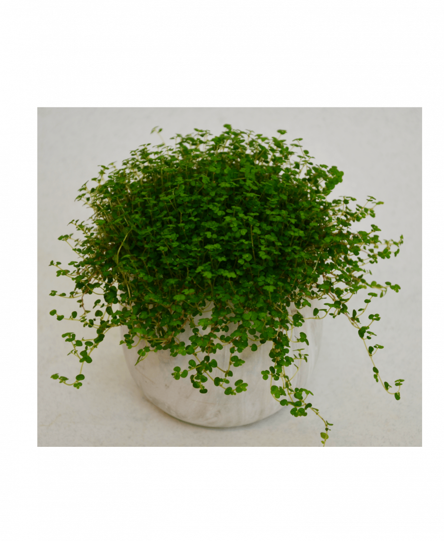 Комнатные цветы цикламен