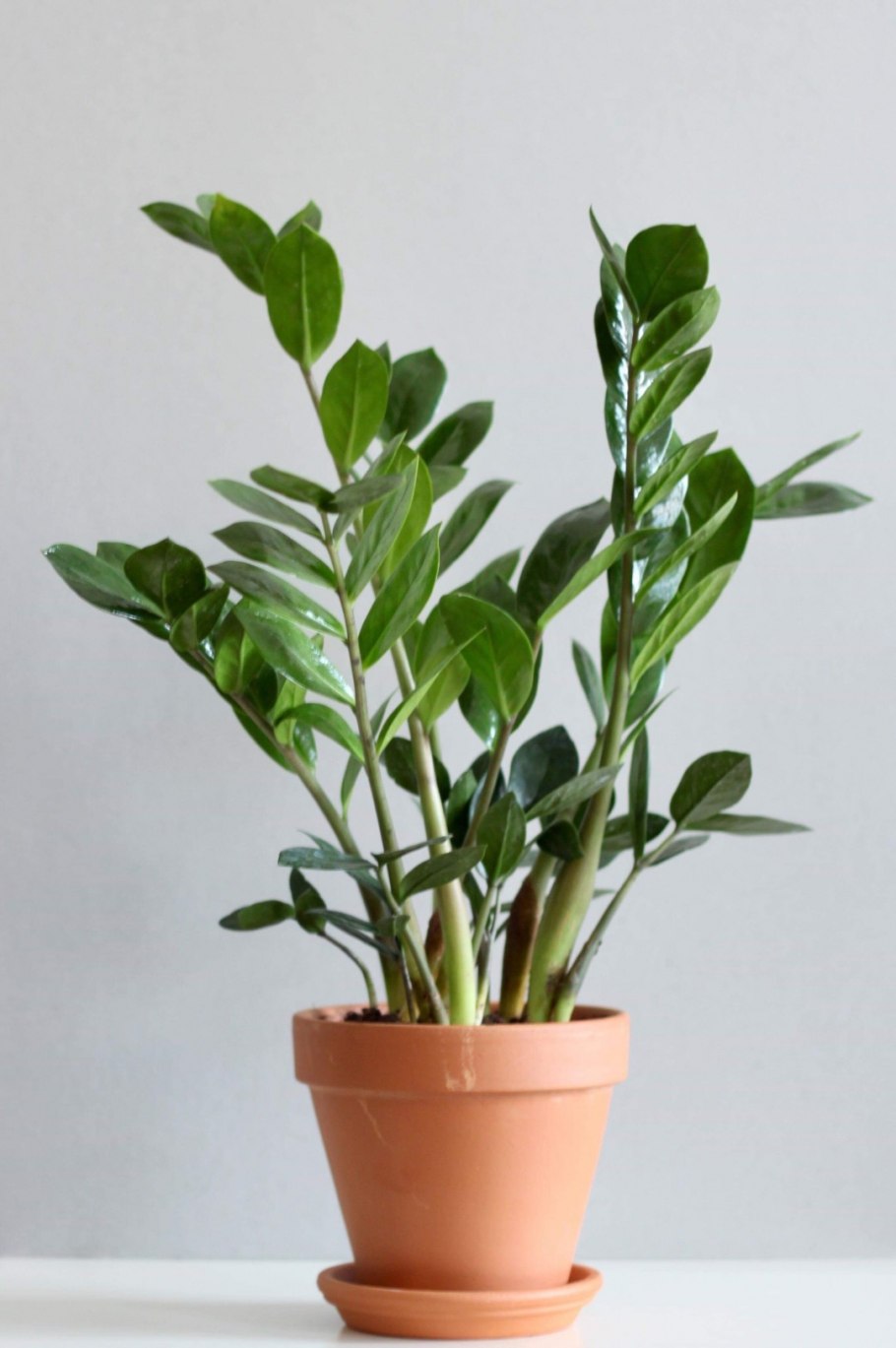 Аихризон очитколистный