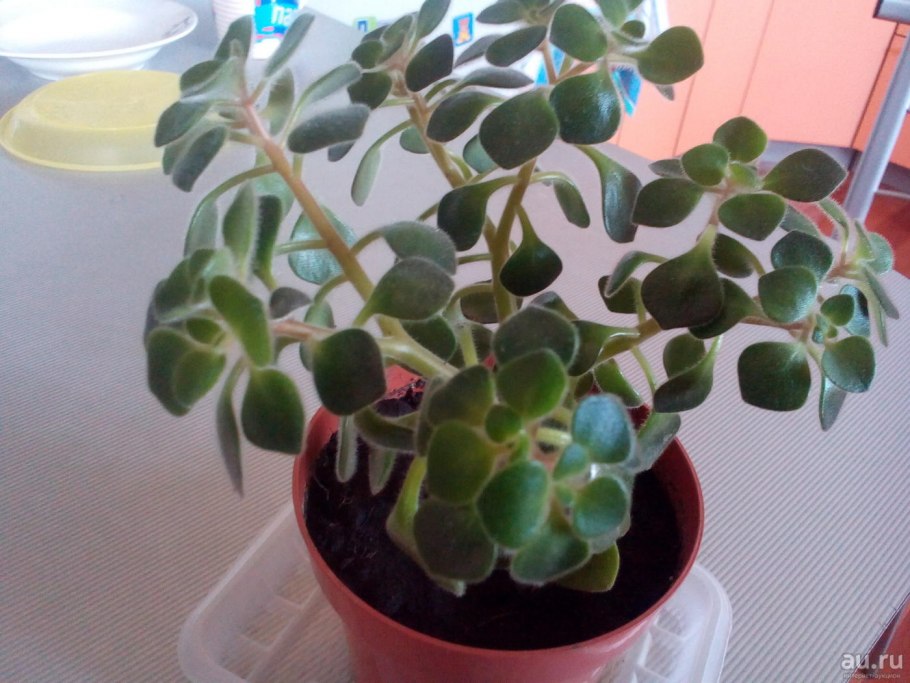 Аихризон — цветок суккулент