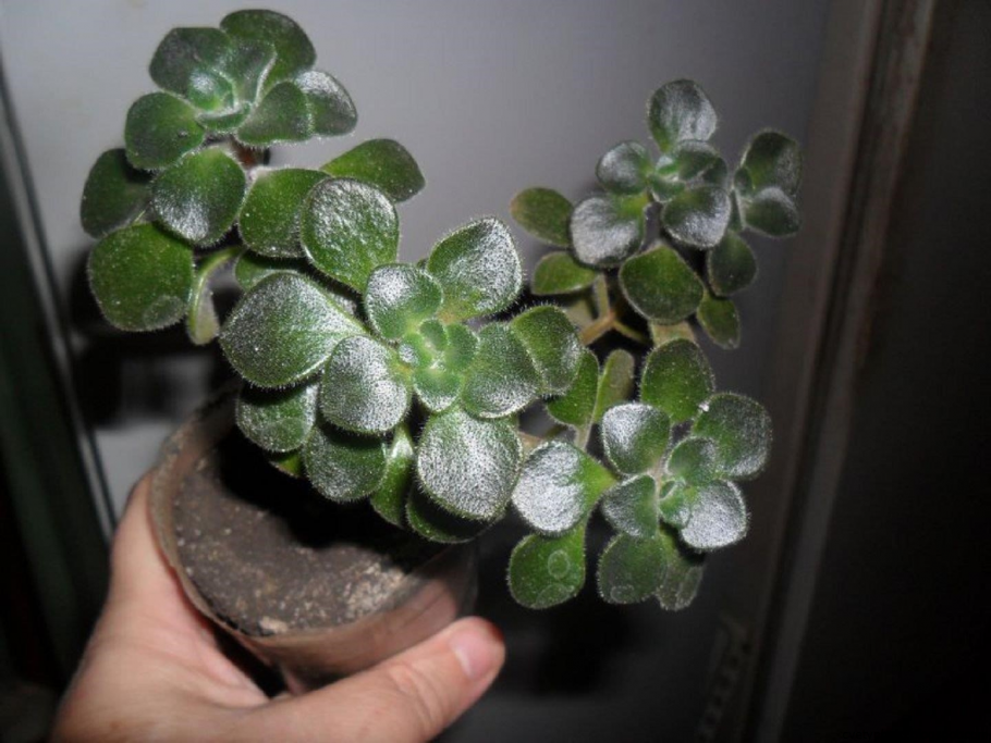 Аихризон дерево любви