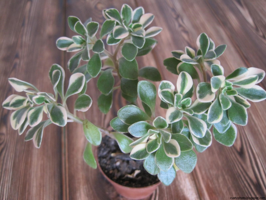 Любимый домашний цветок