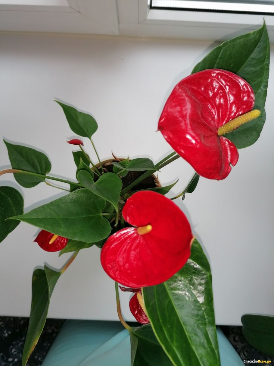 Антуриум андре колорадо