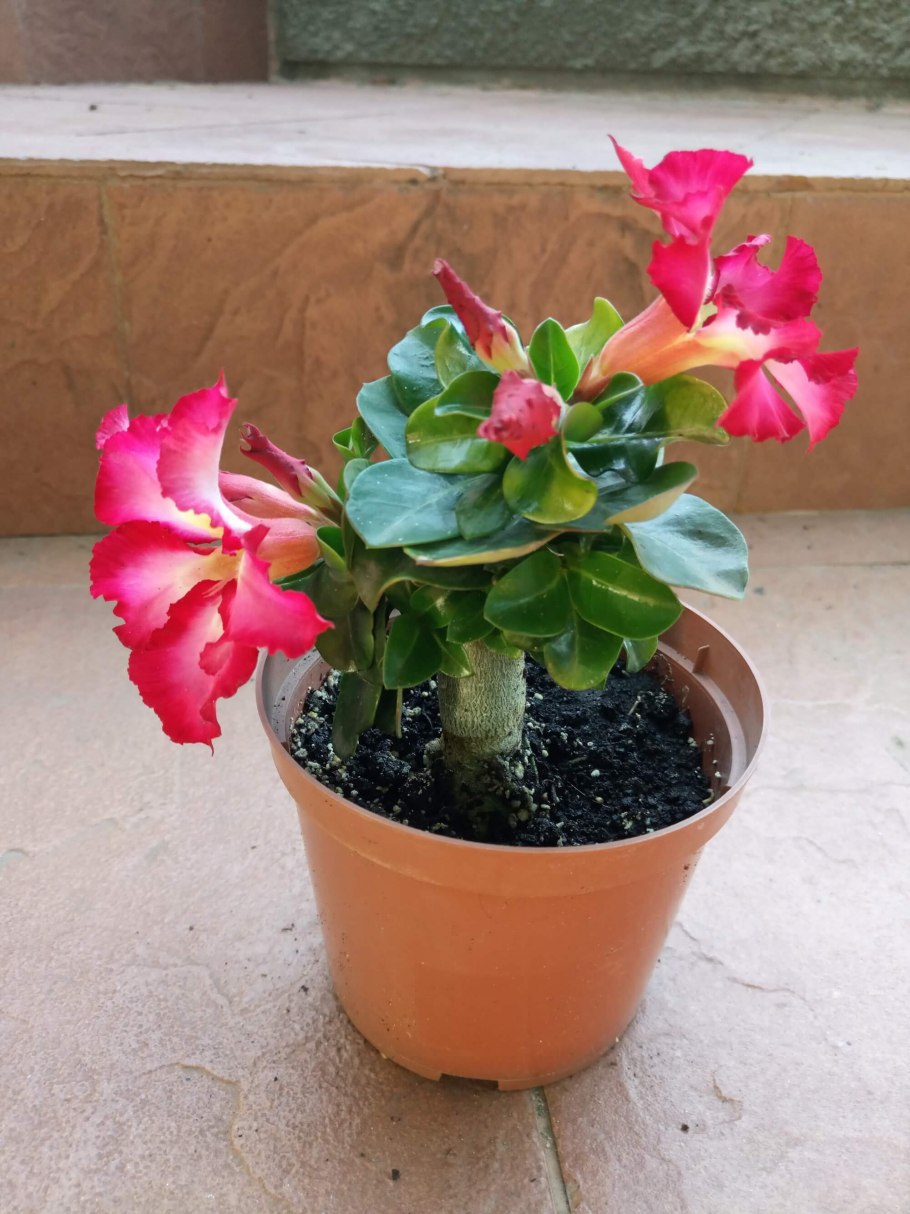 Аихризон (Эониум, дерево любви