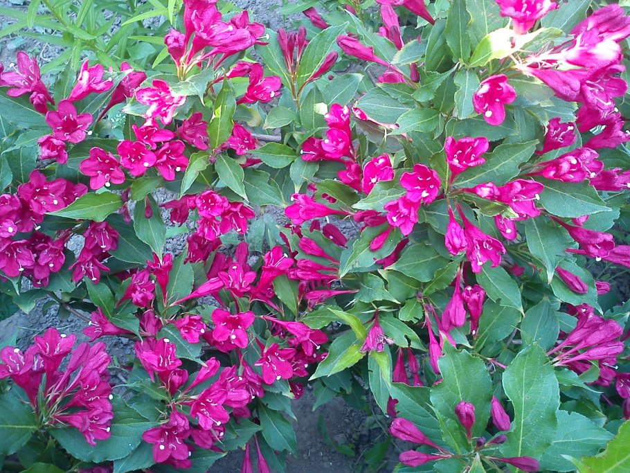 Вейгела Цветущая Alexandra (Александра)