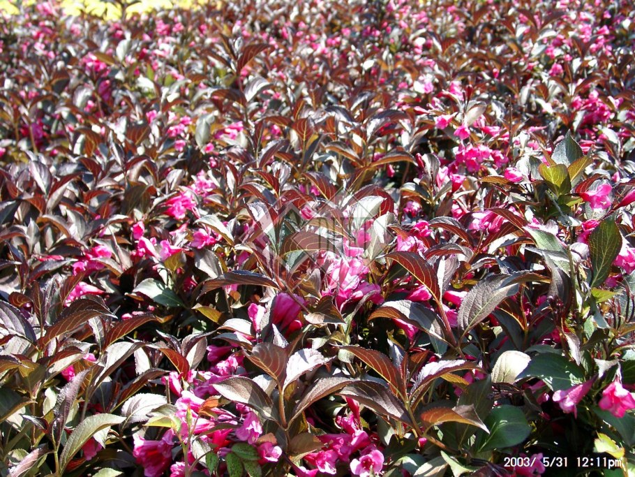 Вейгела Цветущая Нана Пурпуреа