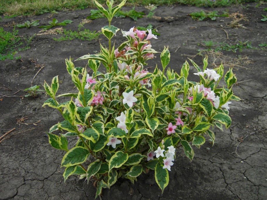 Гортензия вейгела