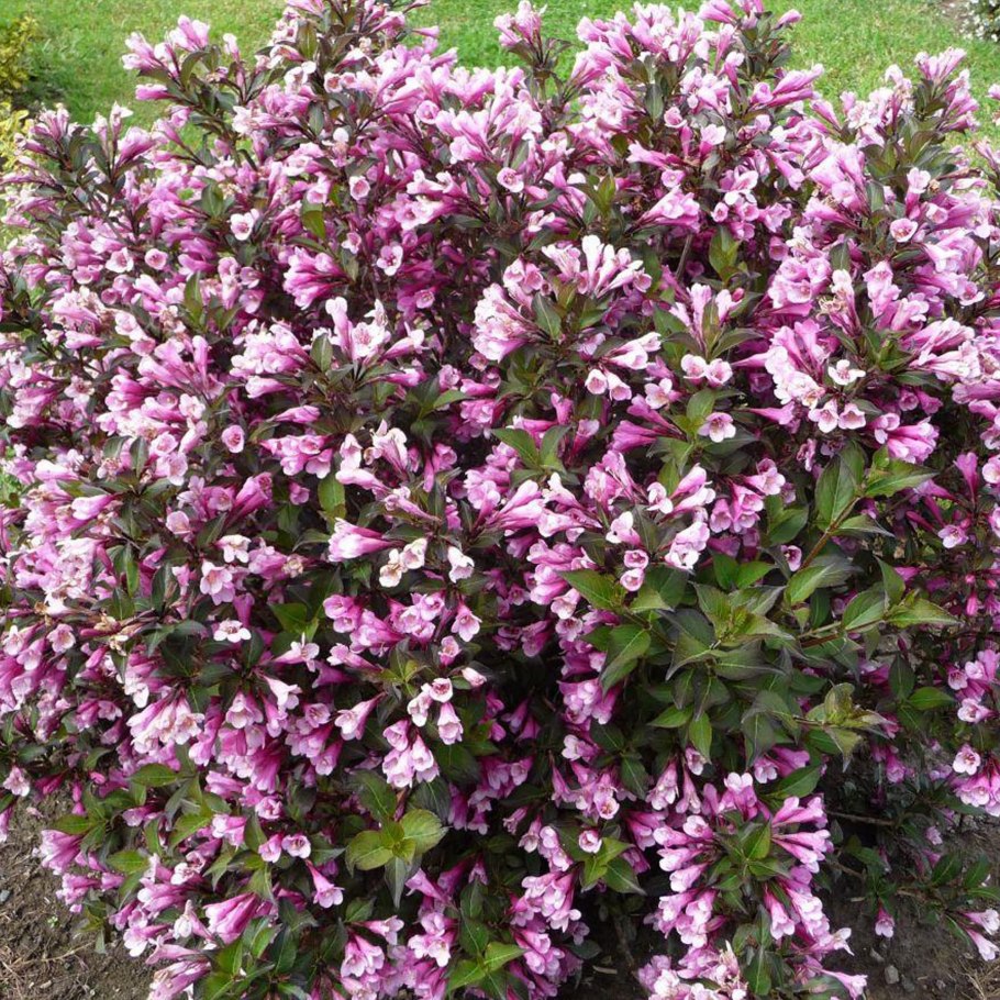 Вейгела Цветущая Александра