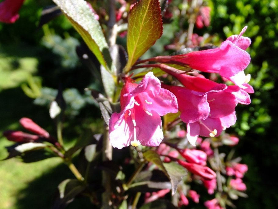 Вейгела Нана Пурпуреа