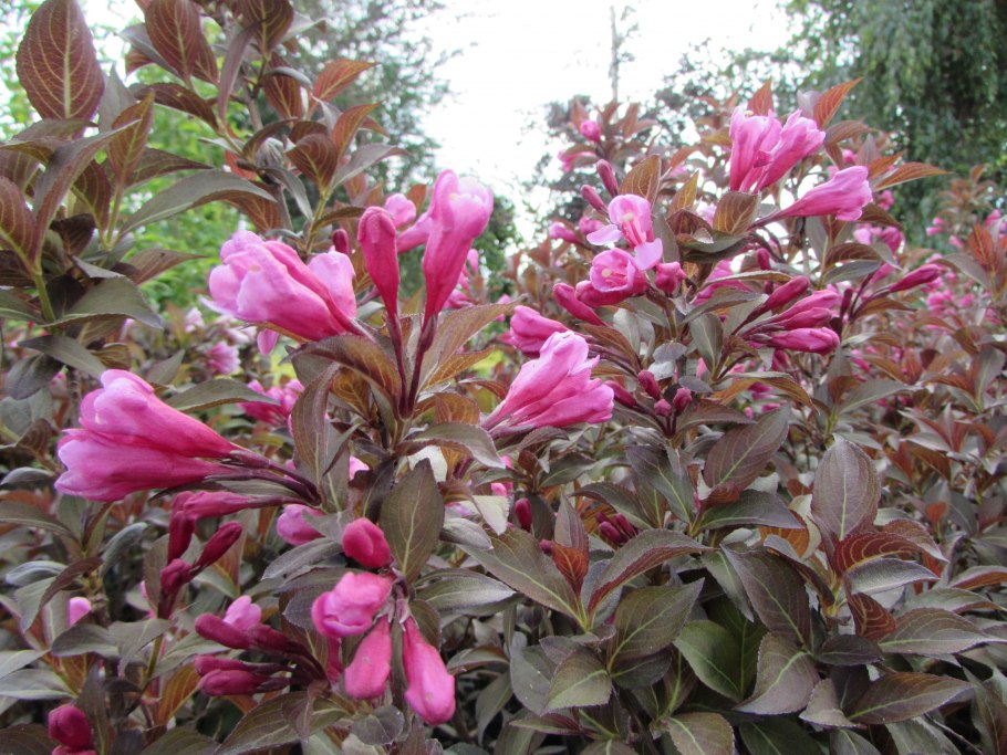 Вейгела Florida Brigela