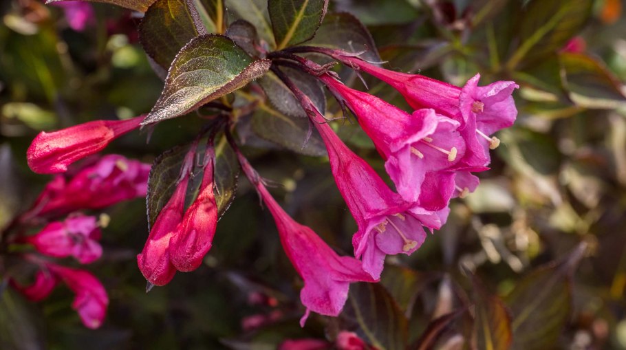 Вейгела Цветущая 'Weigela'