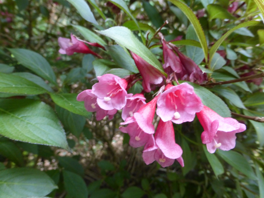 Вейгела Густав Малер