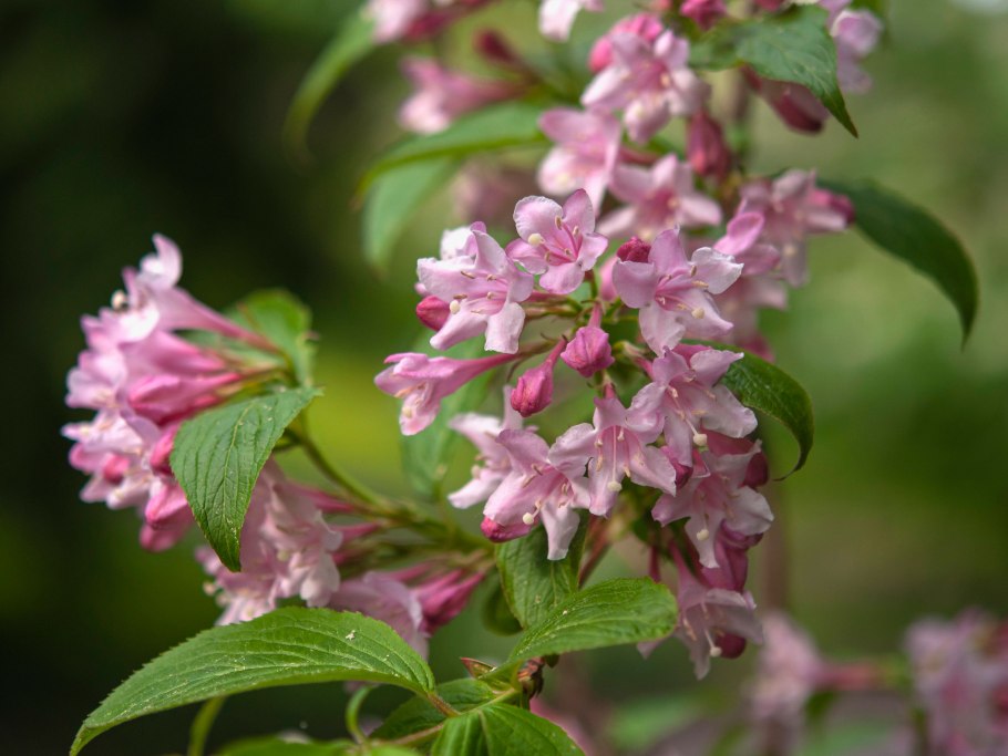 Вейгела Weigela Alexandra